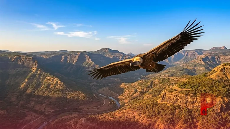महाराष्ट्र: 8 हफ्ते में भारतीय गिद्ध ने भरी 1600 किलोमीटर की उड़ान, वन्यजीव संरक्षण के लिए बड़ी उपलब्धि