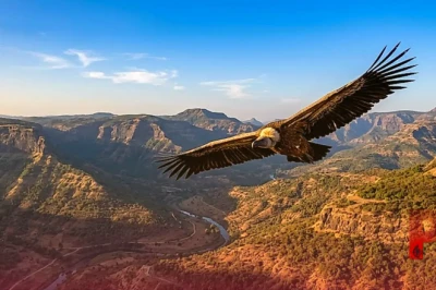 महाराष्ट्र: 8 हफ्ते में भारतीय गिद्ध ने भरी 1600 किलोमीटर की उड़ान, वन्यजीव संरक्षण के लिए बड़ी उपलब्धि