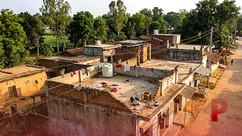 मंडला में बंदरों का जानलेवा हमला, छत से गिरकर युवक की गई जान, नारायणगंज में मचा कोहराम