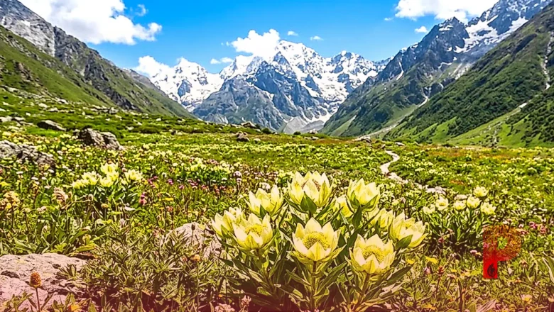 उत्तराखंड: हेमकुंड साहिब और फूलों की घाटी में खिले ब्रह्म कमल, तोड़ने पर होगी सख्त कार्रवाई