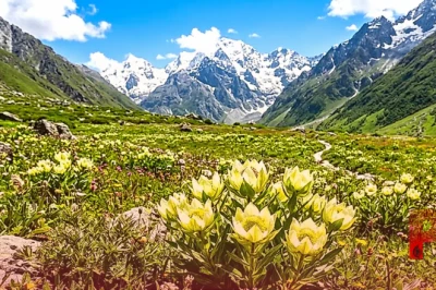 उत्तराखंड: हेमकुंड साहिब और फूलों की घाटी में खिले ब्रह्म कमल, तोड़ने पर होगी सख्त कार्रवाई