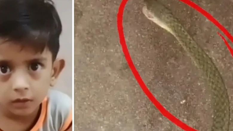 कानपुर में परिजनों की सूझबूझ से बची सांप के डसे मासूम की जान, अस्पताल ले जाने से पहले मोबाइल में कैद की थी जहरीले जीव की तस्वीर