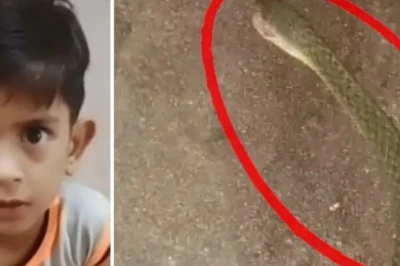 कानपुर में परिजनों की सूझबूझ से बची सांप के डसे मासूम की जान, अस्पताल ले जाने से पहले मोबाइल में कैद की थी जहरीले जीव की तस्वीर