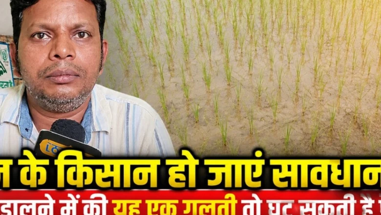 धान के किसानों के लिए जरूरी खबर: यूरिया डालते समय न करें ये गलती, कृषि वैज्ञानिक ने बताया इस्तेमाल का सही समय और तरीका