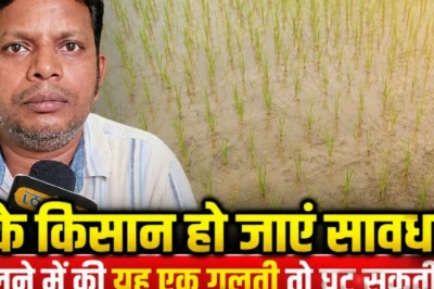 धान के किसानों के लिए जरूरी खबर: यूरिया डालते समय न करें ये गलती, कृषि वैज्ञानिक ने बताया इस्तेमाल का सही समय और तरीका