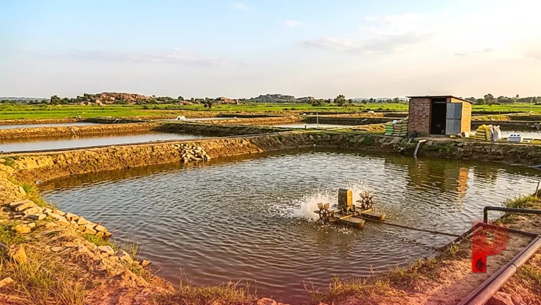 गया में झींगा पालन पर 60% सब्सिडी: मात्र 1.10 लाख रुपये में शुरू करें यह बिजनेस