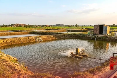 गया में झींगा पालन पर 60% सब्सिडी: मात्र 1.10 लाख रुपये में शुरू करें यह बिजनेस