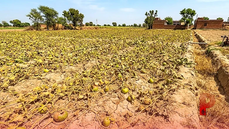 फरीदाबाद: डीग गांव के घीया किसानों पर कुदरत की दोहरी मार, सिंचाई के अभाव में बर्बाद हो रही फसल