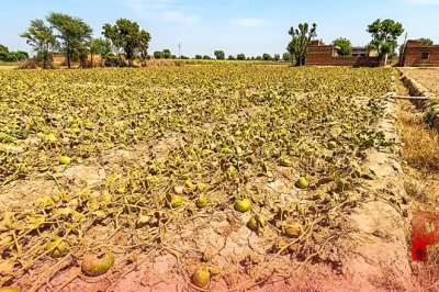 फरीदाबाद: डीग गांव के घीया किसानों पर कुदरत की दोहरी मार, सिंचाई के अभाव में बर्बाद हो रही फसल