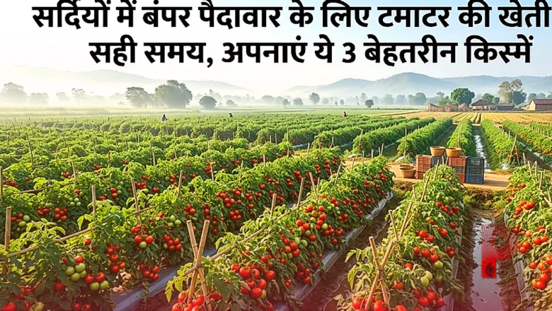 सर्दियों में बंपर पैदावार के लिए टमाटर की खेती का सही समय, अपनाएं ये 3 बेहतरीन किस्में