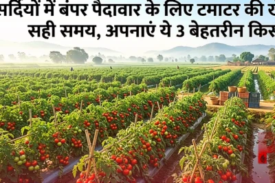 सर्दियों में बंपर पैदावार के लिए टमाटर की खेती का सही समय, अपनाएं ये 3 बेहतरीन किस्में