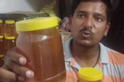बारिश के मौसम में मधुमक्खी पालन की चुनौतियां, रानी मक्खी के प्रजनन पर पड़ता है असर