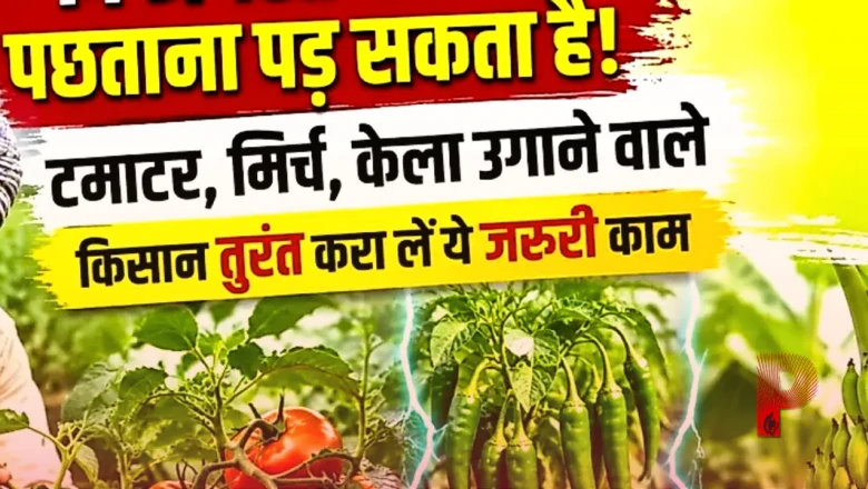 14 अगस्त के बाद पछताना पड़ सकता है, किसान तुरंत निपटा लें फसल बीमा का यह जरूरी काम