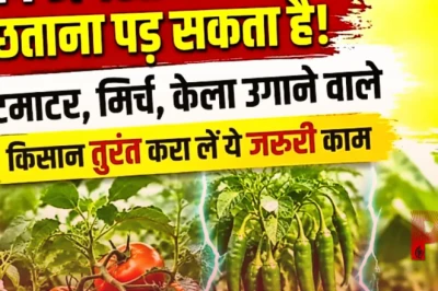 14 अगस्त के बाद पछताना पड़ सकता है, किसान तुरंत निपटा लें फसल बीमा का यह जरूरी काम