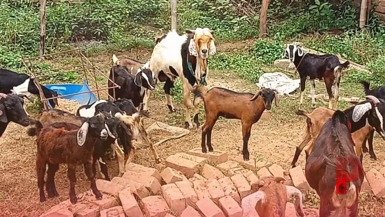 मानसून के दौरान बकरियों का रखें विशेष ध्यान, इन बातों को अपनाकर बीमारियों से बचाएं