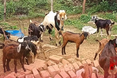 मानसून के दौरान बकरियों का रखें विशेष ध्यान, इन बातों को अपनाकर बीमारियों से बचाएं