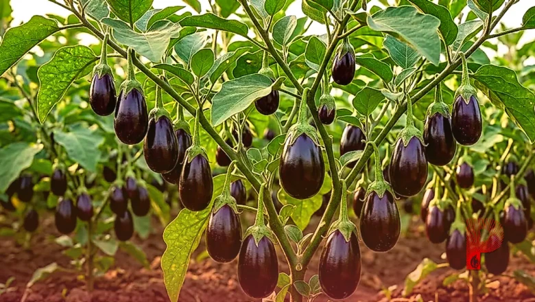 बैंगन की इस खास किस्म से किसान मालामाल, एक साल तक लगातार मिलेगा बंपर उत्पादन