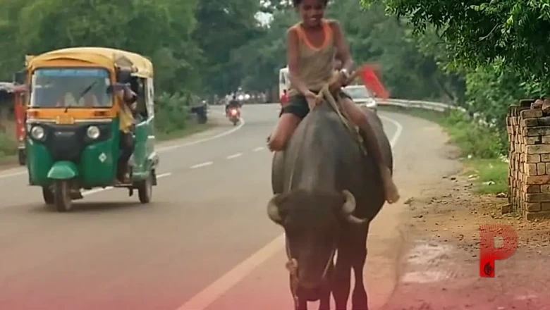 छपरा के दो भाइयों का अनोखा अंदाज: भैंसे को बना दिया 'थार' और 'अपाचे', हाईवे पर बेखौफ करते हैं स्टंट