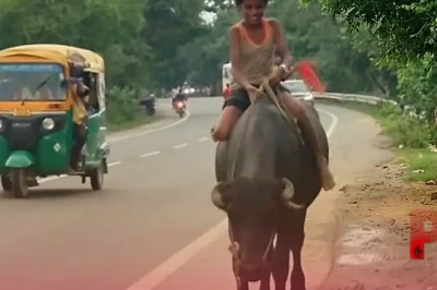 छपरा के दो भाइयों का अनोखा अंदाज: भैंसे को बना दिया 'थार' और 'अपाचे', हाईवे पर बेखौफ करते हैं स्टंट
