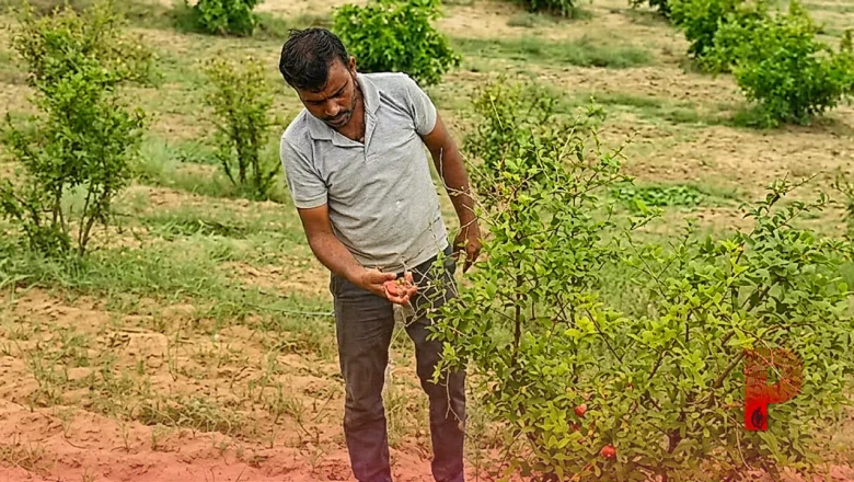 जोधपुर: अनार की खेती को मिलेगी नई रफ्तार, कृषि विश्वविद्यालय तैयार कर रहा है एक्सपर्ट्स की फौज