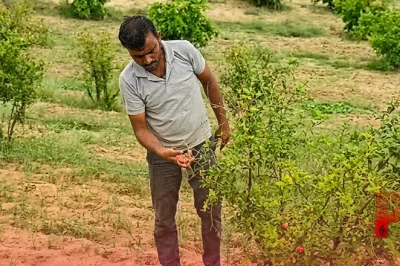 जोधपुर: अनार की खेती को मिलेगी नई रफ्तार, कृषि विश्वविद्यालय तैयार कर रहा है एक्सपर्ट्स की फौज