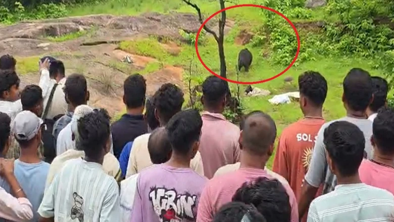 छत्तीसगढ़: कांकेर में भालू का खौफनाक तांडव, 2 सगे भाई-बहन को बनाया शिकार, घंटों शवों को नोचता रहा दरिंदा