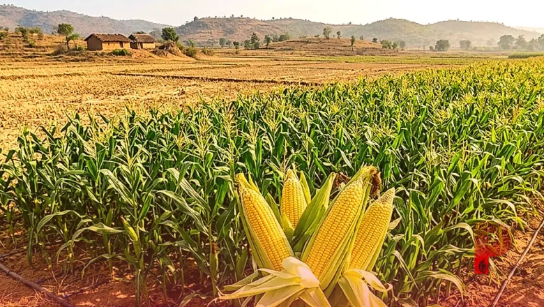 एल नीनो का असर: पलामू में धान की जगह स्वीट कॉर्न की खेती से किसान कमा रहे तिगुना मुनाफा