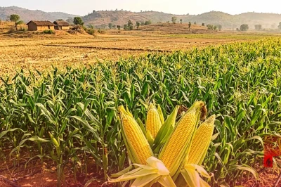 एल नीनो का असर: पलामू में धान की जगह स्वीट कॉर्न की खेती से किसान कमा रहे तिगुना मुनाफा