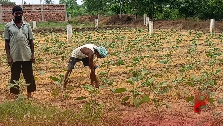 मानसून की बेरुखी से बदला खेती का गणित: धान छोड़कर 6 बीघा में बैंगन उगा रहे किसान, लाखों की कमाई का लक्ष्य