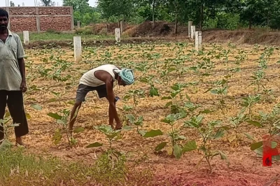 मानसून की बेरुखी से बदला खेती का गणित: धान छोड़कर 6 बीघा में बैंगन उगा रहे किसान, लाखों की कमाई का लक्ष्य