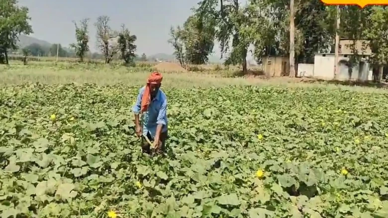 आवत आद्रा, जायत हस्त: खेती से जुड़ी इस पुरानी कहावत के पीछे क्या है असल वैज्ञानिक तर्क?