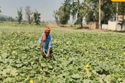 आवत आद्रा, जायत हस्त: खेती से जुड़ी इस पुरानी कहावत के पीछे क्या है असल वैज्ञानिक तर्क?