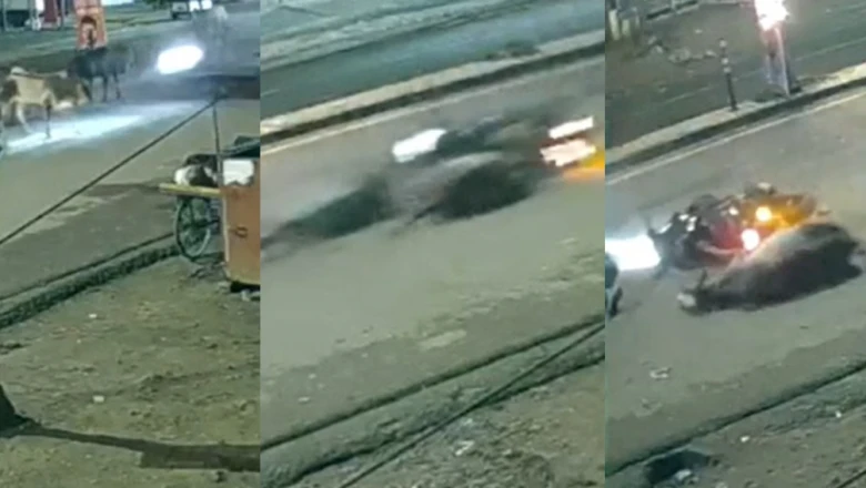 झांसी: सड़क पर अचानक आई गाय से टकराई तेज रफ्तार बाइक, दो युवक गंभीर रूप से घायल