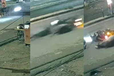 झांसी: सड़क पर अचानक आई गाय से टकराई तेज रफ्तार बाइक, दो युवक गंभीर रूप से घायल