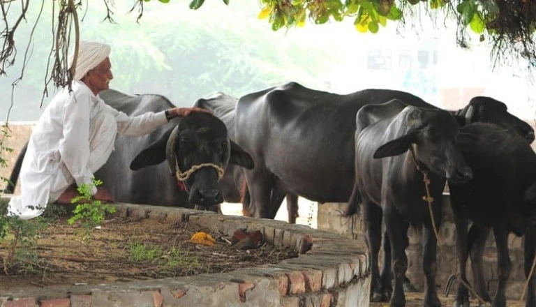 पशुपालकों के लिए वरदान है 'सुपरफूड' अजोला, दूध और अंडे के उत्पादन में होगी 15% तक की वृद्धि