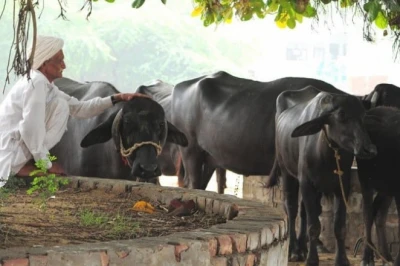 पशुपालकों के लिए वरदान है 'सुपरफूड' अजोला, दूध और अंडे के उत्पादन में होगी 15% तक की वृद्धि