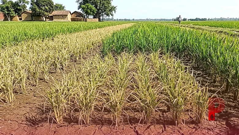 दरभंगा में धान की फसल पर मंडराया संकट, बौनापन रोग से 80 फीसदी तक पैदावार घटने का डर