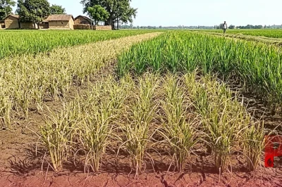 दरभंगा में धान की फसल पर मंडराया संकट, बौनापन रोग से 80 फीसदी तक पैदावार घटने का डर