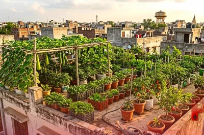 अगर घर में नहीं है खेती की जमीन, तो छत पर उगाएं फल और सब्जियां, छपरा के नरेंद्र सिंह से सीखें बागवानी का हुनर