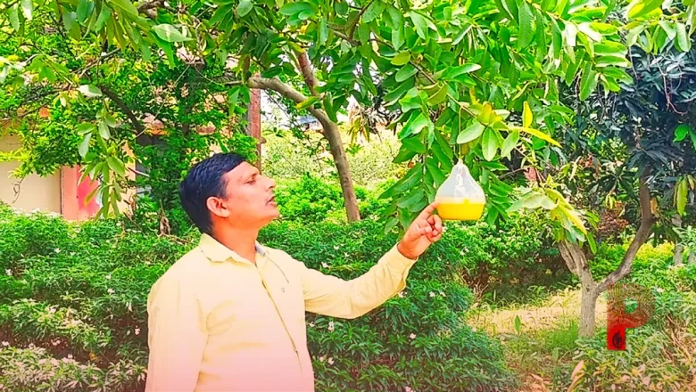 आम और अमरूद की फसल को कीड़ों से बचाने का सस्ता तरीका, सिर्फ 100 रुपये में होगा समाधान