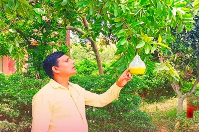 आम और अमरूद की फसल को कीड़ों से बचाने का सस्ता तरीका, सिर्फ 100 रुपये में होगा समाधान