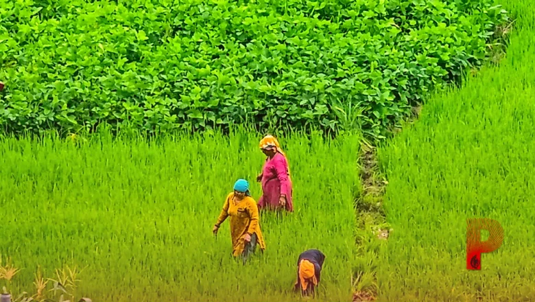 पीएम किसान सम्मान निधि: क्या आपकी किश्त भी अटकी है, घर बैठे ई-केवाईसी पूरा करने का आसान तरीका जानें