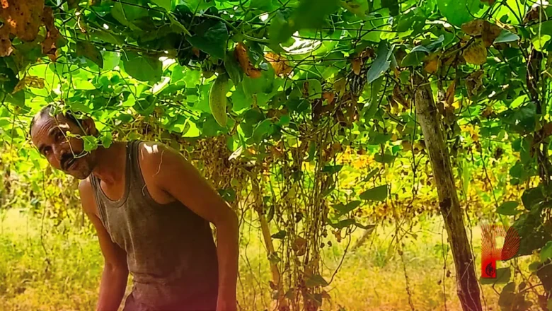 परवल की खेती से मालामाल होने का मौका, इस विधि से करें बुवाई और कमाएं तगड़ा मुनाफा