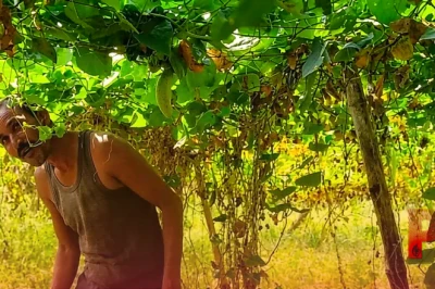 परवल की खेती से मालामाल होने का मौका, इस विधि से करें बुवाई और कमाएं तगड़ा मुनाफा