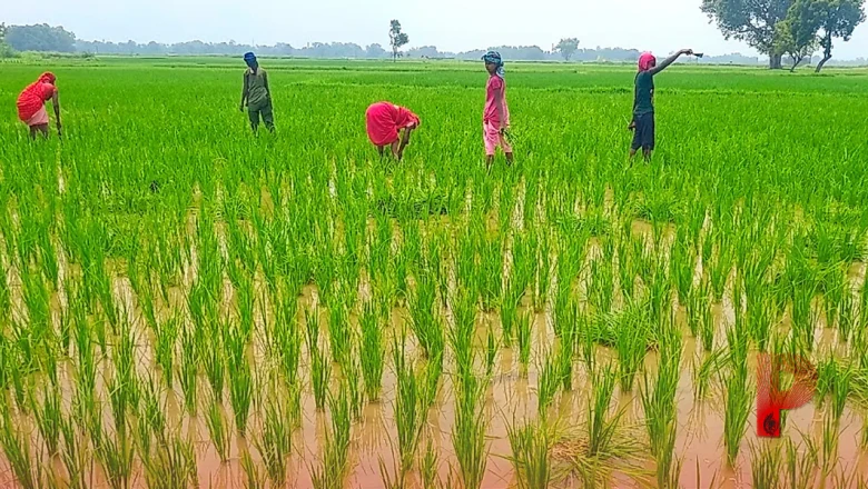 धान की फसल में पत्तियों का रंग बदलना है खतरे का संकेत, किसान इस तरह करें बचाव