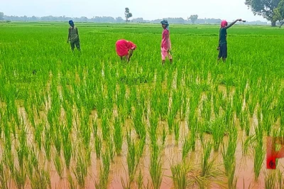 धान की फसल में पत्तियों का रंग बदलना है खतरे का संकेत, किसान इस तरह करें बचाव