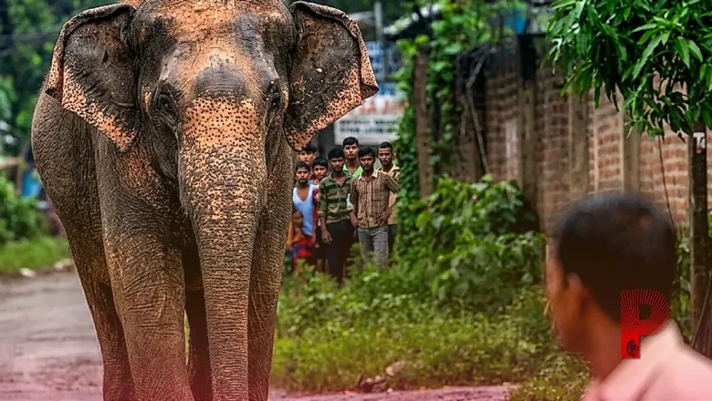 जंगली हाथियों के कहर से कैसे बचें? सिमडेगा की घटना के बाद जरूर जानें खुद को सुरक्षित रखने के ये अचूक उपाय