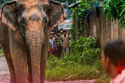 जंगली हाथियों के कहर से कैसे बचें? सिमडेगा की घटना के बाद जरूर जानें खुद को सुरक्षित रखने के ये अचूक उपाय