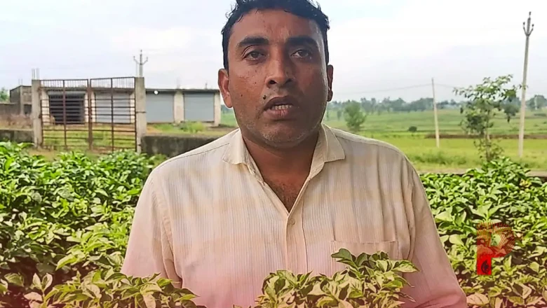 खरीफ सीजन में आलू की खेती से पाना है बंपर मुनाफा? कृषि विशेषज्ञ की इन बातों का रखें खास ध्यान, नहीं होगी कोई चूक