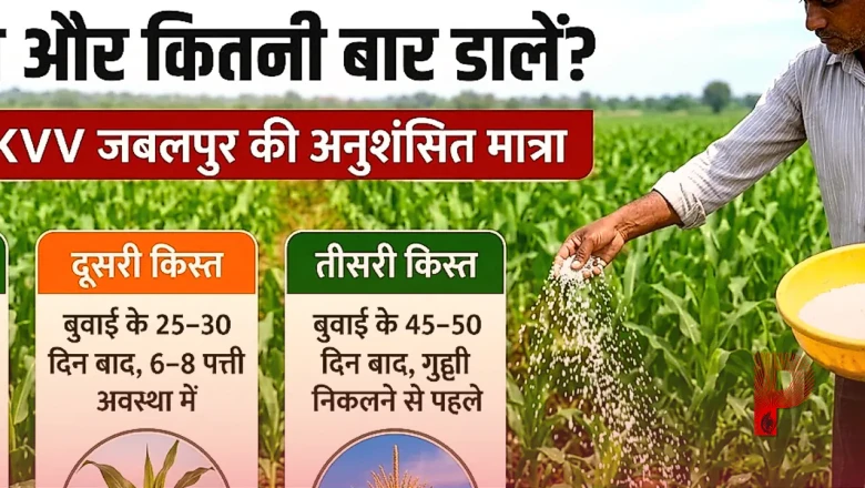 मक्का की खेती: 20-25 दिन की फसल के लिए जरूरी खाद और देखभाल के टिप्स